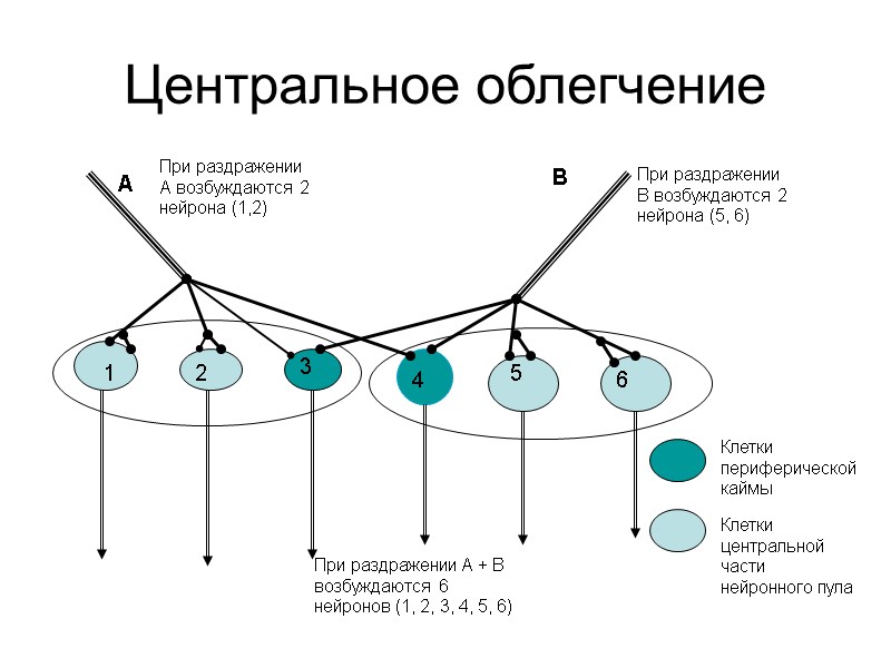 Центральное облегчение 1 2 3 4 5 6 А В При раздражении А возбуждаются